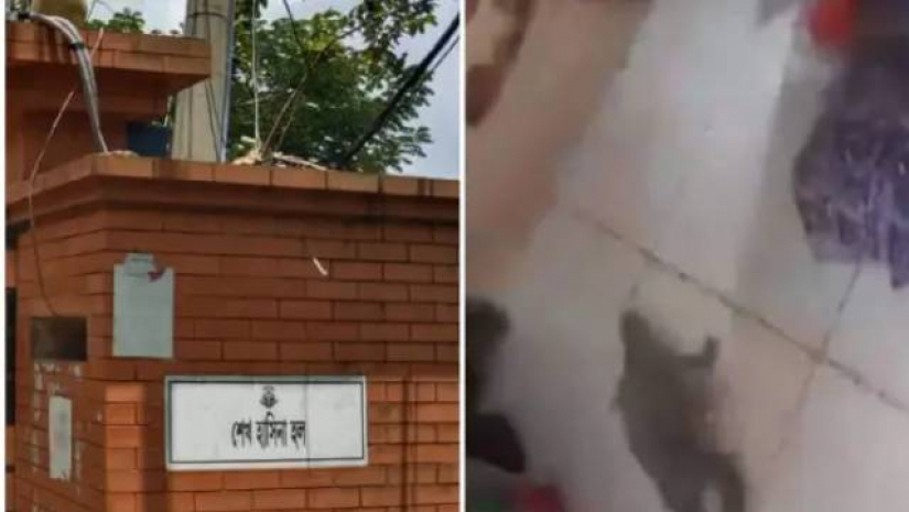 হলে চৌকির নিচে ঢুকে পড়ে সাপ, জ্ঞান হারান দুই শিক্ষার্থী