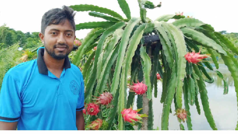 ড্রাগন চাষে সফলতা দেখছেন উদ্যোক্তা রাকিব