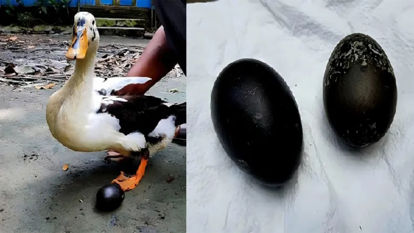যে কারণে পাতিহাঁসের ‘চাঞ্চল্যকর কালো ডিম’