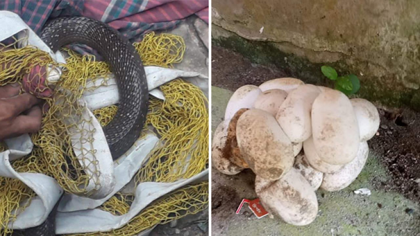 ডিমসহ সাপ 