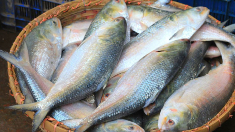 ইলশ মাছ 