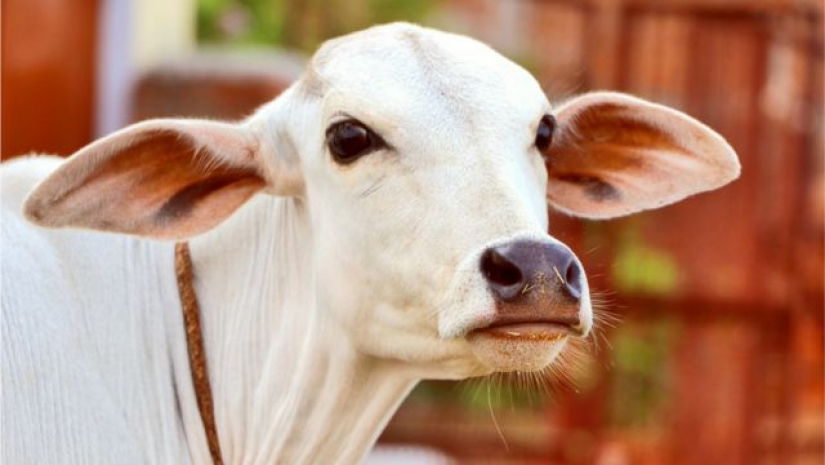 ‘নিউজিল্যান্ডে গরুর ঢেকুর ও বায়ুত্যাগে কর প্রস্তাব’