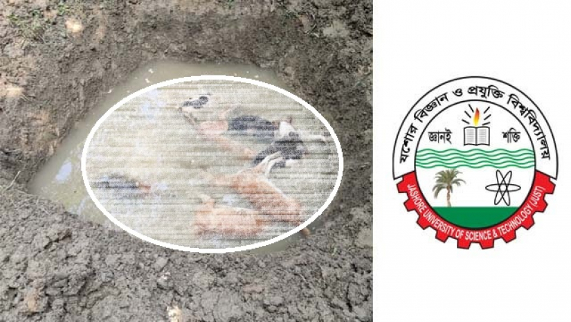 যবিপ্রবিতে হত্যা করে ফেলে রাখা কুকুর