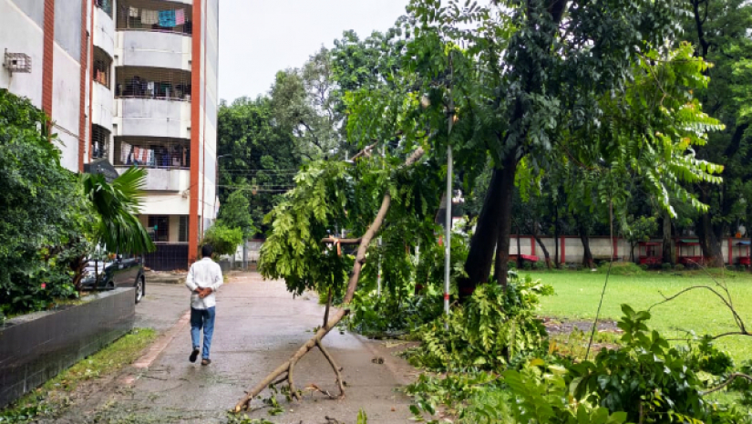 সিত্রাংয়ের আঘাতে উপড়ে গেছে ঢাকা কলেজের গাছ