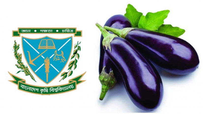 বাকৃবি লোগো ও বেগুন 