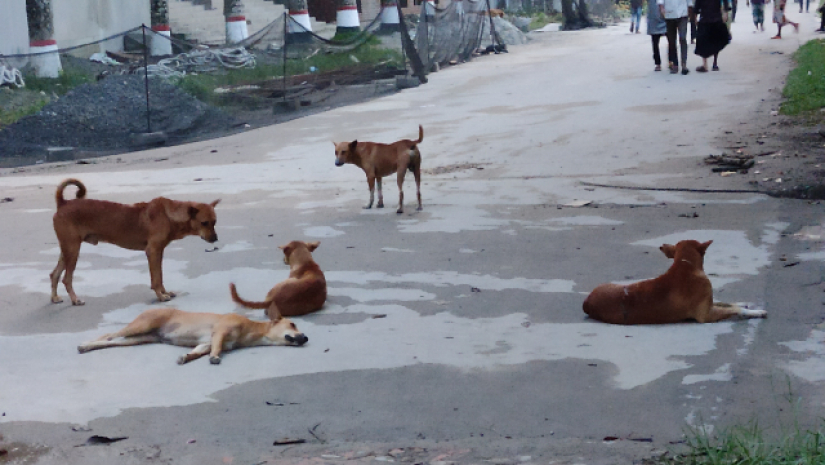 ডুয়েটে কুকুর আতঙ্কে শিক্ষার্থীরা