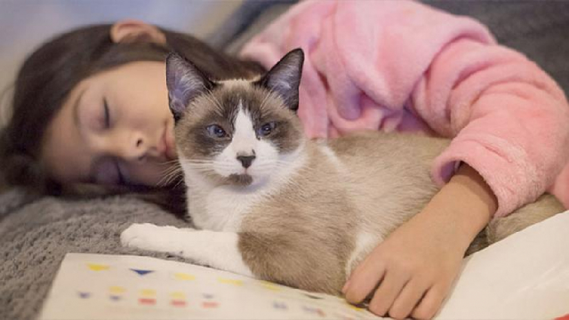 এ শীতে সাত পদক্ষেপে ভালো থাকবে আপনার পোষা বিড়াল