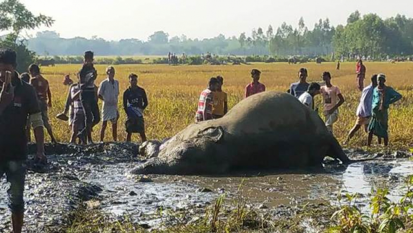 সীমান্তে কাঁদায় আটকে বন্য হাতির মৃত্যু