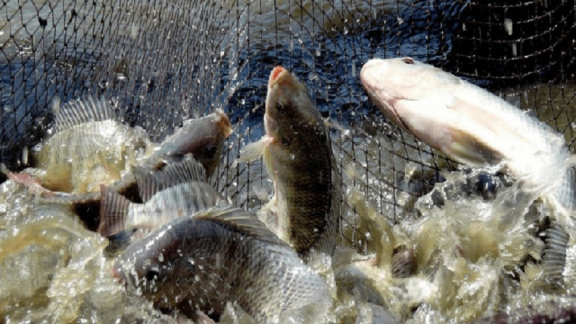 বিশ্বে মাছ চাষে তৃতীয় বাংলাদেশ