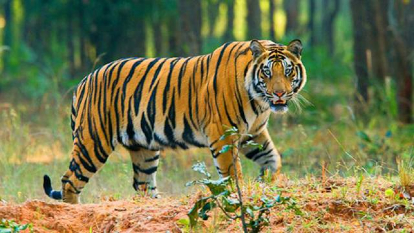 সুন্দর বনের বাঘ 