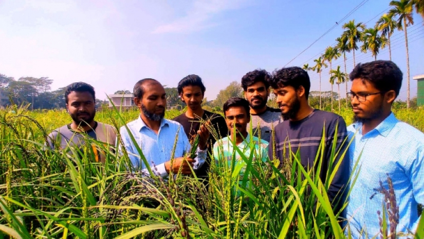পবিপ্রবি'তে পাঁচ শতাধিক ধান নিয়ে চলছে গবেষণা 