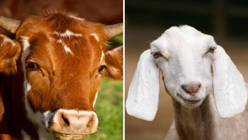 দেশে বেড়েছে গরু-ছাগলের সংখ্যা: জরিপ