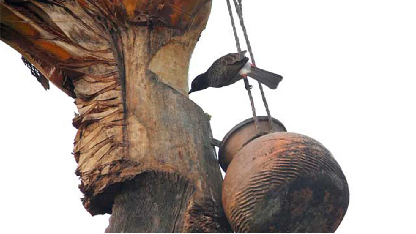 ছড়িয়েছে নিপাহ ভাইরাস