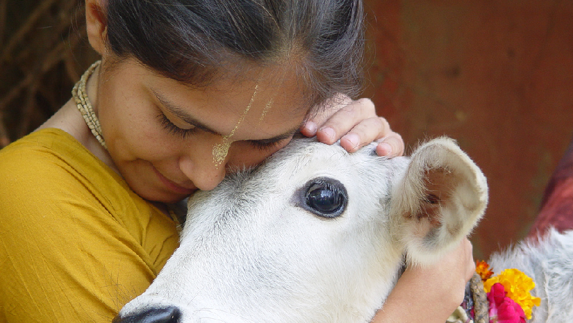 ভারতে ভ্যালেন্টাইন্স ডে-তে গরুকে জড়িয়ে ধরার নির্দেশনা জারির পর প্রত্যাহার