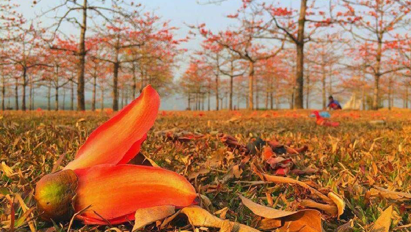 আজ থেকে শুরু ঋতু বসন্ত