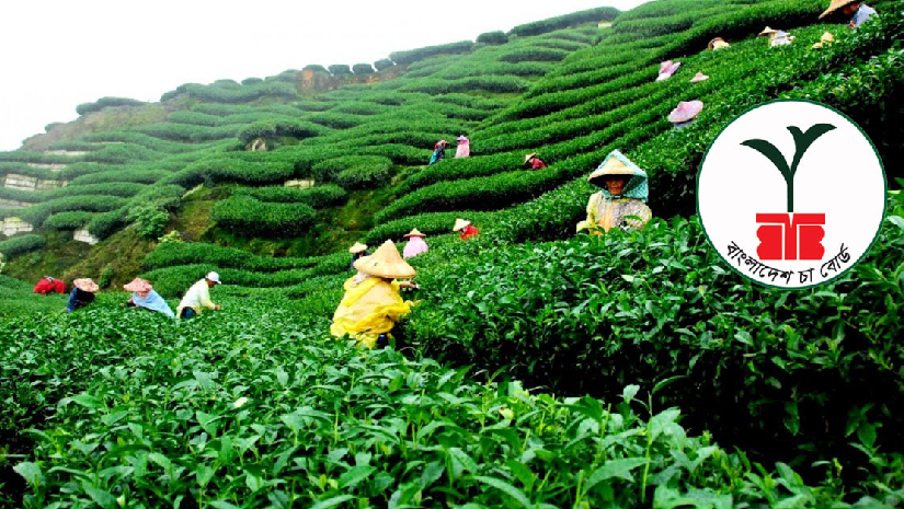 ১১-২০তম গ্রেডে নিয়োগ দেবে চা বোর্ড, আবেদন সরাসরি