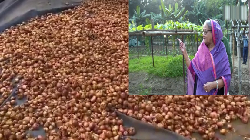 গণভবনের জমিতে প্রধানমন্ত্রীর চাষ করা পেঁয়াজ