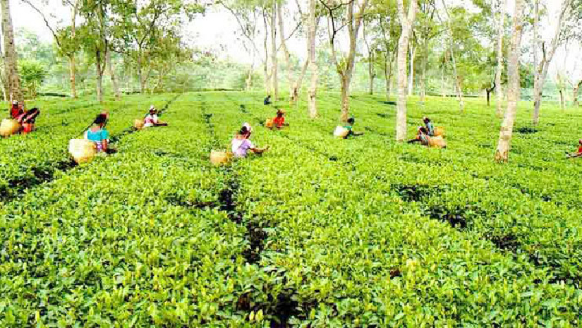 চা বাগান