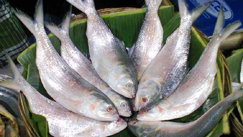 ইলিশ