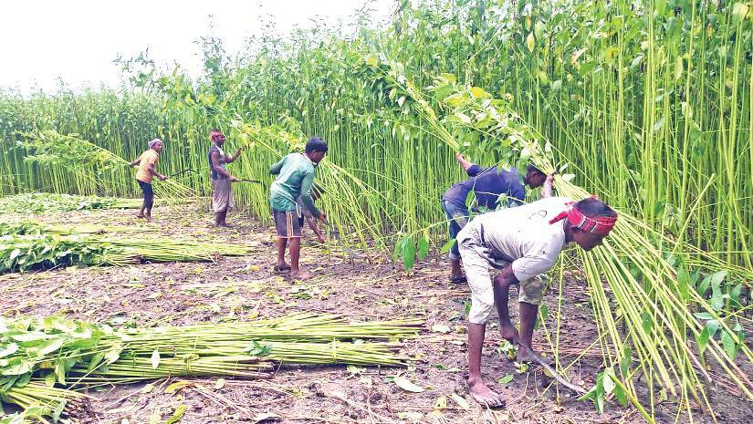 পাট উৎপাদনে ভারতকে টপকে শীর্ষে বাংলাদেশ