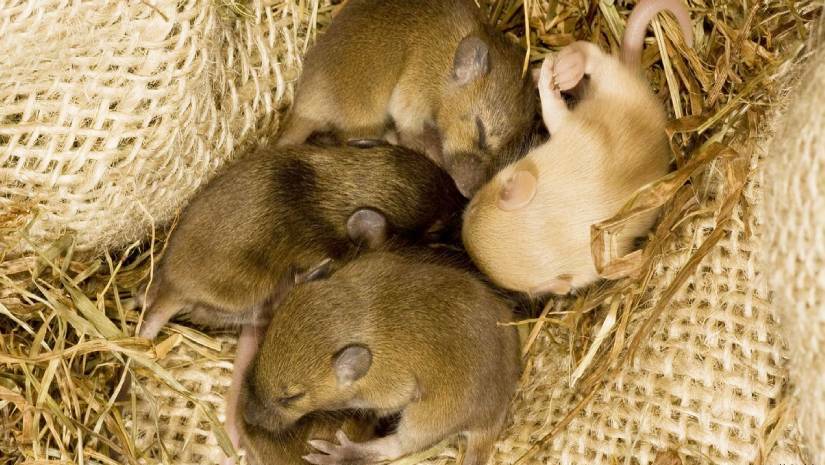 দুই পুরুষ ইঁদুর থেকে সন্তান জন্ম দিলেন বিজ্ঞানীরা