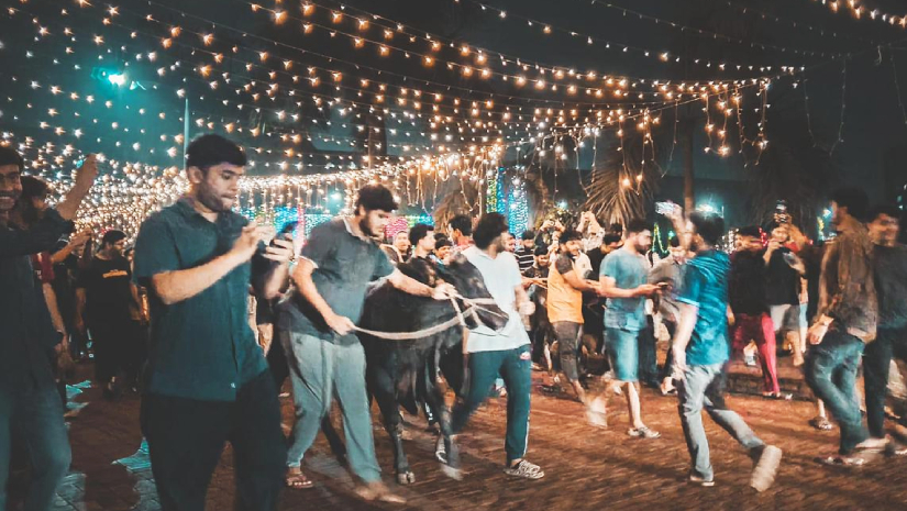 গরু নিয়ে ক্যাম্পাসে ফিরছেন আইইউটি শিক্ষার্থীরা