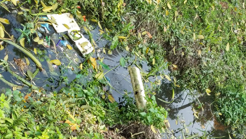 বাকৃবিতে এরকম অসংখ্য নালা ও জলাশয়ে জন্ম নিচ্ছে মশা