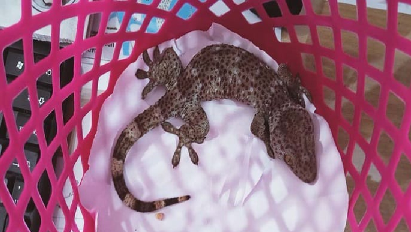 গাছে ঝুলানো ব্যাগ থেকে মিলল কোটি টাকা মূল্যের তক্ষক