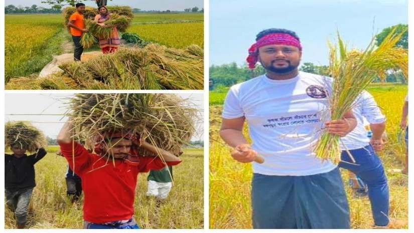 কেন্দ্রের আহ্বানে কৃষকের ধান কাটছেন জবি ছাত্রলীগের তিন নেতা-কর্মী