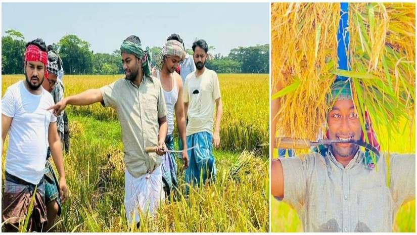 শরীয়তপুরে কৃষকের ধান কেটে দিচ্ছেন কৃষকরা