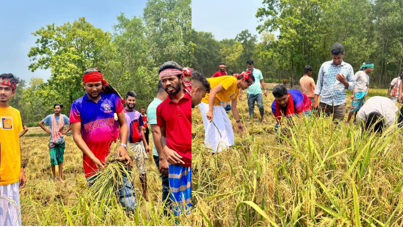 গাজীপুরে কৃষকের ধান কেটে দিল ছাত্রলীগ