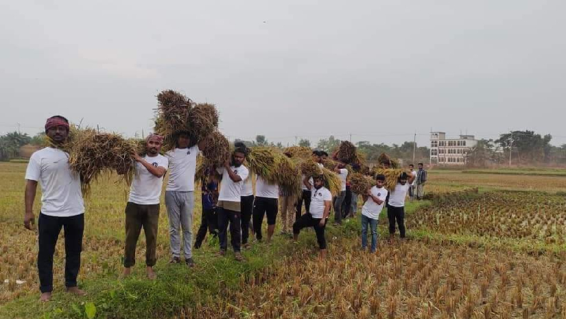 কৃষকের ৪২ শতক জমির ধান কেটে দিল নজরুল বিশ্ববিদ্যালয় ছাত্রলীগ