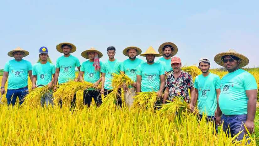 কৃষকের ধান কেটে দিল রাজশাহী জেলা ছাত্রলীগ