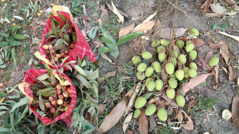 পাকার আগেই লিচু খেয়ে ফেলছেন হাবিপ্রবি শিক্ষার্থীরা, নিচ্ছেন বাসায়ও