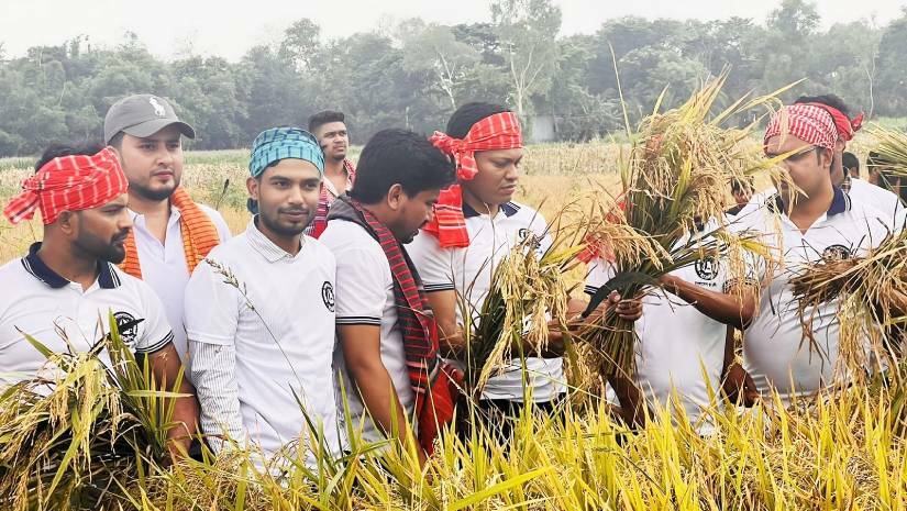 ফসলের মাঠে ছাত্রলীগ সম্পাদক, কেটে দিলেন কৃষকের ধান