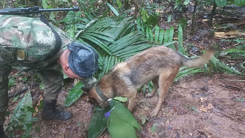 বিমান বিধ্বস্তের ২ সপ্তাহ পর জীবিত উদ্ধার ৪ শিশু