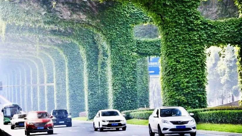 ফ্লাইওভারে শোভা পাচ্ছে বোস্টন আইভি গাছ