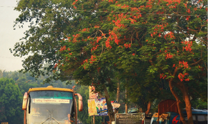 কৃষ্ণচূড়ার আভায় রঙিন রবীন্দ্র বিশ্ববিদ্যালয় ক্যাম্পাস
