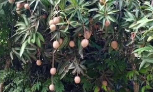 গাছ ভর্তি ‘অদ্ভুত’ আম, খেতে সাহস পাচ্ছেন না কেউ