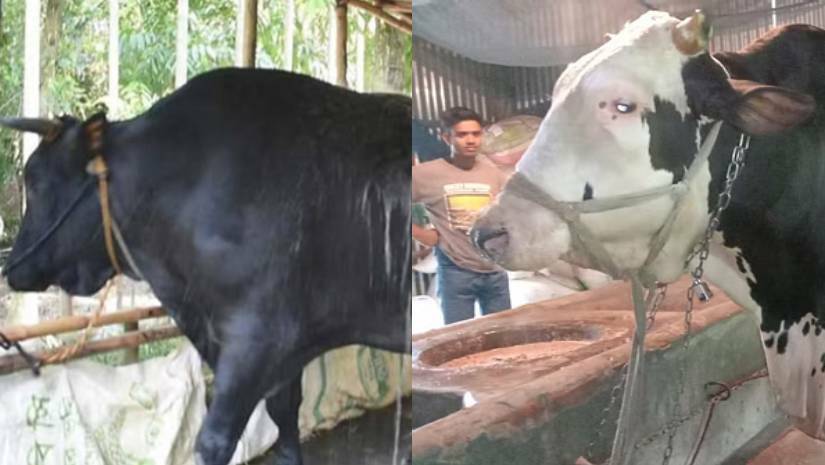 কোরবানির হাটে রাজা বাদশাহ ও সম্রাট, দাম ১৫-২০ লাখ