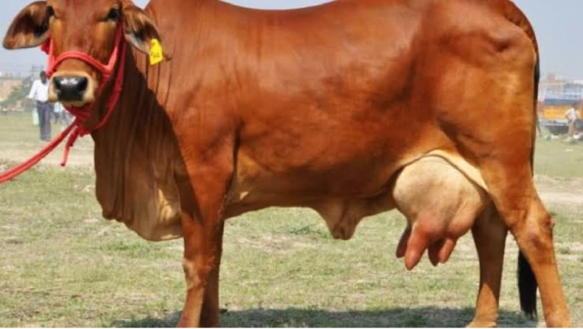 দুধেল গাভী