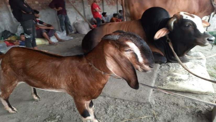 ২৭ মণ ওজনের গরুটিকে কিনলেই ছাগল ফ্রী