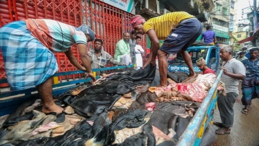 কোরবানির পশুর চামড়া