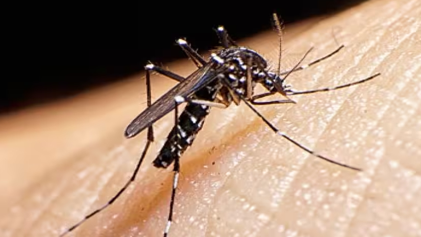 এডিশ মশা