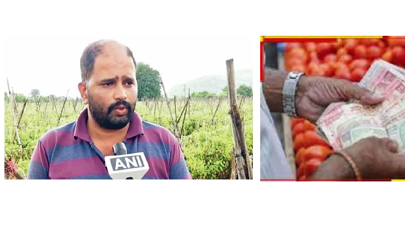টমেটো বেচে এক মাসে ৩ কোটি টাকার মালিক এই কৃষক