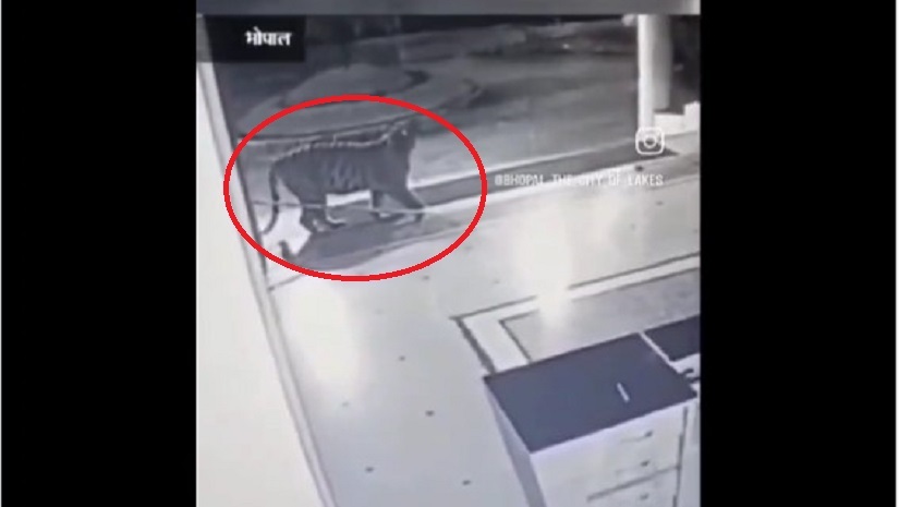 মধ্যপ্রদেশের ভোপালে বেসরকারি বিশ্ববিদ্যালয়ে ঢুকে পড়া বাঘ