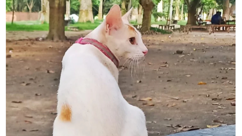 হারিয়ে যাওয়া বিড়াল ছানা