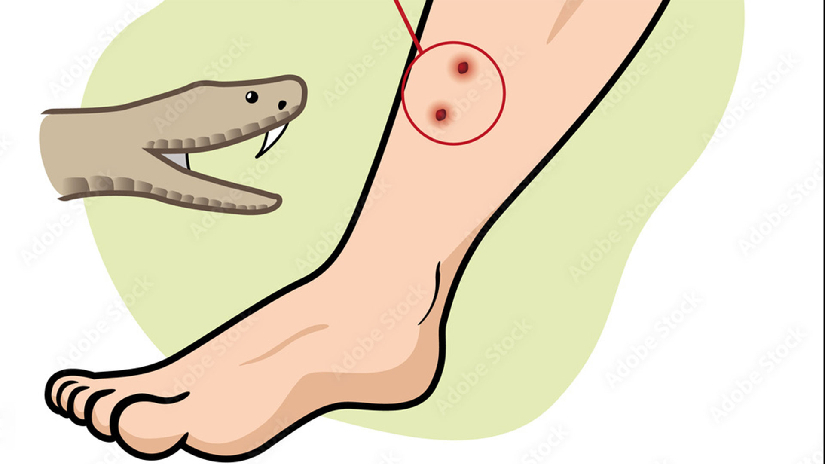 ঘুমন্ত অবস্থায় সাপের কামড়ে প্রাণ গেল মা-মেয়ের