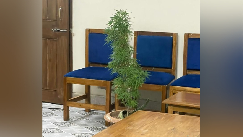 হলের রুম থেকে উদ্ধার হওয়া গাঁজার গাছ