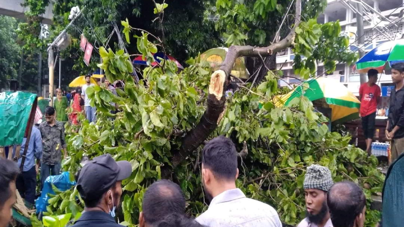 টিএসসিতে গাছ ভেঙ্গে পড়ে রিকশাচালকের মৃত্যু, শিক্ষার্থী আহত